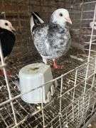 2 Roller Pigeons