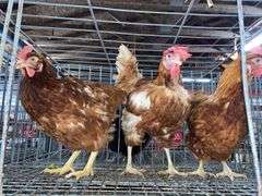 3 Rhode Island Red Hens