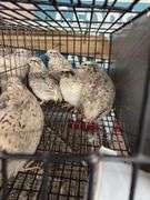 7 Italian Quail - 5 Wks Old