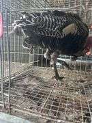 Narraganset Tom Turkey