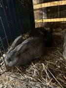 New Zealnd Doe w/ 2 Bunnies - Selling as Family