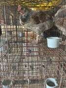 Olive Egger Cockerel