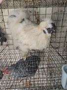 Paint Silkie Rooster