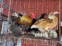 Pair Cochins