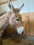 Jack Donkey - 7 Yrs Old - Friendly & Good w/ Livestock w/ Coggins Paperwork