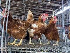 3 Rhode Island Red Hens