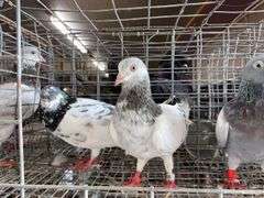 3 Tippler Pigeons