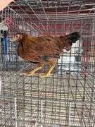 Young Red Hen