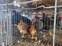 2 Barnyard Mix Hens