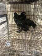 Pair Mottled D'uccles - 14 Wks Old