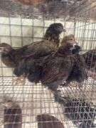 5 Ameraucana Pullet Chicks - 3 Months Old