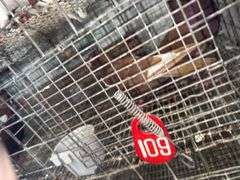 Pair Homing Pigeons