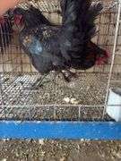 2 Barnyard Mix Cockerels