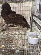 2 Khaki Campbell Runner Ducks - 2 Months Old