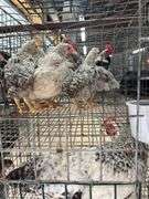 5 Young Cream Legbar/Barred Rock