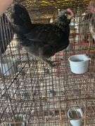 Olive Egger Cockerel