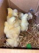 10 Cornish Cross Chicks