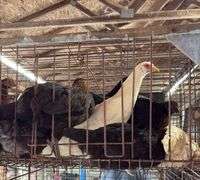 10 White Leghorn & Australorp Pullets - 4 Months Old
