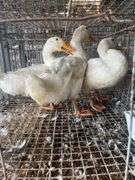 3 Jumbo Pekin Drakes - Show Quality