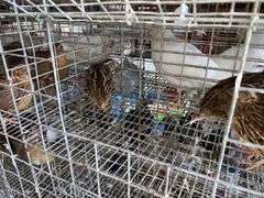 3 Jumbo Wilds Quail - 8wks Old