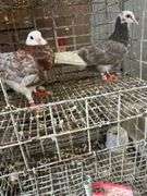 2 Roller Pigeons