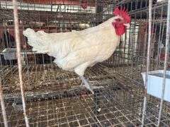 American Breese Rooster