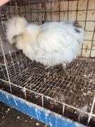 Paint Silkie Pullet