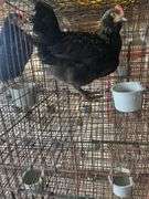 Olive Egger Cockerel