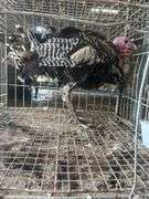 Narraganset Tom Turkey