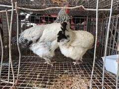 2 Light Brahma Laying Hens - 1 Yr Old