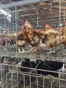 4 Rhode Island Red Hens
