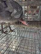 Proven Blue Slate Turkey Hen