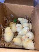 10 Cornish Cross Chicks
