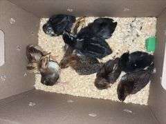 10 Oliver Egger & Wyandotte Pullets