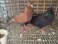 Pair Roller Pigeons