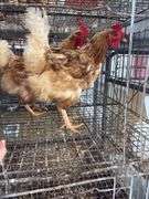 3 Red Laying Hens