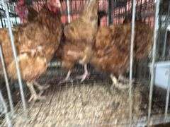 3 ISA Brown Hens
