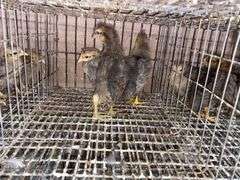 3 Cream Legbar Pullets