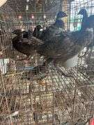 3 Melanistic Ringneck Pheasants w/ Permit