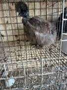 Partridge Show Girl Laying Hen - 6 Months Old