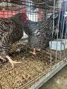 2 Barred Rock Hens