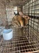 Mini Rex Doe