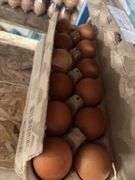 3 Doz Brown Pullet Eating Eggs