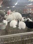 New Zealand Doe w/ 6 Bunnies - Selling As A Family