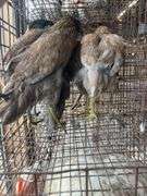 4 Ameraucana Pullets