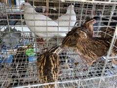 3 Jumbo Wilds Quail - 8wks Old
