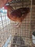 Maran Rooster