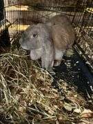 Proven English Lop Doe w/ Pedigree
