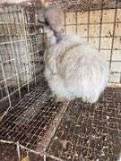 Showgirl Laying Hen