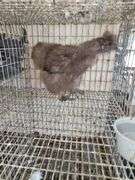 Chocolate Silkie Laying Hen